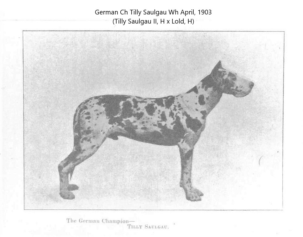 Tilly Saulgau